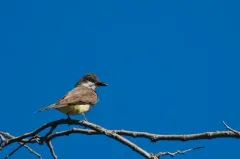 Thick-billed Kingbird thumbnail 2