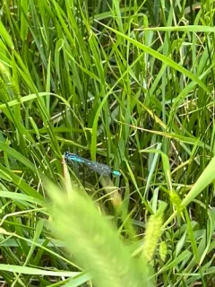Prairie Bluet thumbnail 1