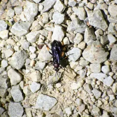 Ichneumon centrator thumbnail 3