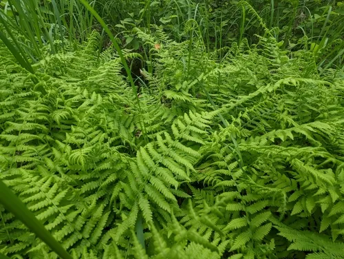 Massachusetts fern