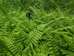 Massachusetts fern thumbnail 1