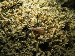 Albatross Footless Sea Cucumber thumbnail 3