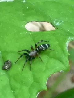 Sergiolus ocellatus thumbnail 3