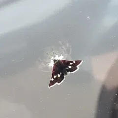White-spotted Midget thumbnail 4
