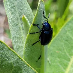 Cobalt Milkweed Beetle thumbnail 2