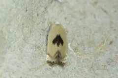 White Eye-cap Moth thumbnail 1