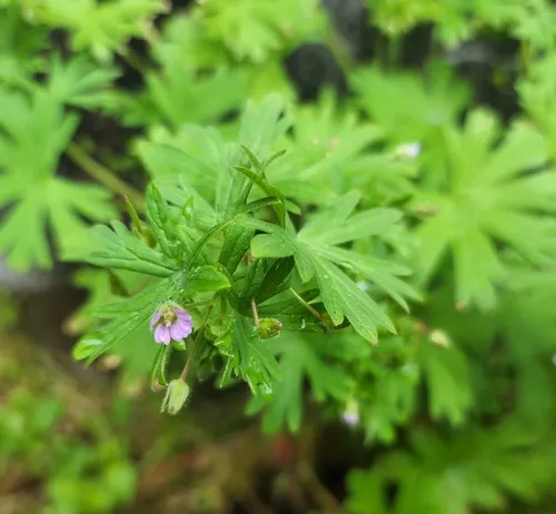 Small-flowered Crane's-bill
