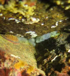 Pacific transparent sea squirt thumbnail 3