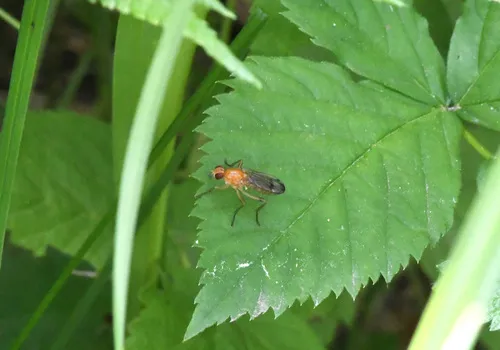 Cordilura praeusta