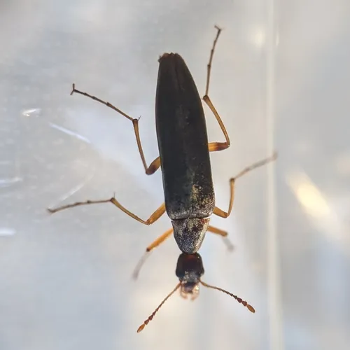 False Leptura Beetle