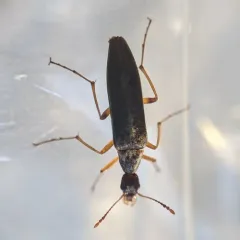 False Leptura Beetle thumbnail 1