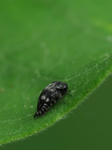 Tomoxia inclusa