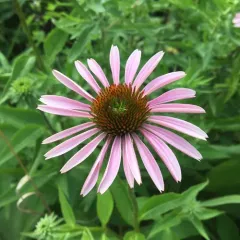 purple coneflower thumbnail 3