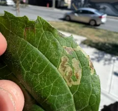 Chrysanthemum Leafminer thumbnail 3