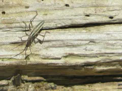 Leptopterna amoena thumbnail 2