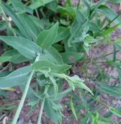 Balkan Catchfly thumbnail 4