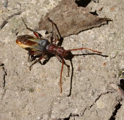 Stenocorus cylindricollis