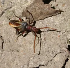 Stenocorus cylindricollis thumbnail 1