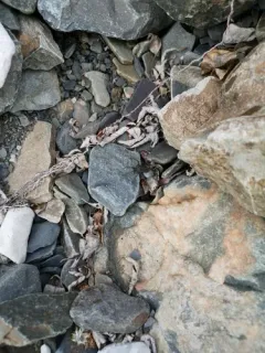 Groenland Wolf Spider thumbnail 3