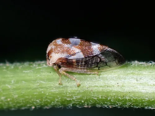 Cyrtolobus puritanus