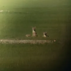 Swift Fox thumbnail 4