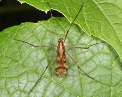Metalimnobia hudsonica thumbnail 3