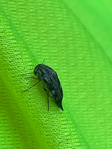 Tomoxia lineella