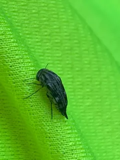 Tomoxia lineella thumbnail 1