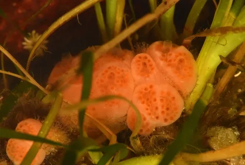 Aplidium kottae