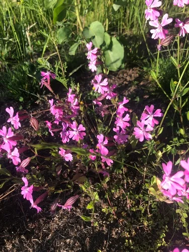 drooping catchfly