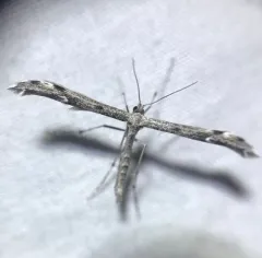 Black-marked Plume Moth thumbnail 3