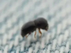Black Stem Borer thumbnail 2
