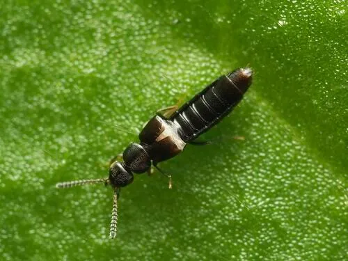 Amischa analis