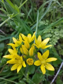 Yellow onion thumbnail 2