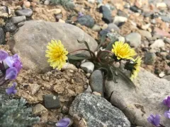 Northern Dandelion thumbnail 4