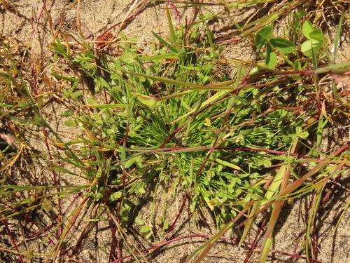tiny flat-sedge