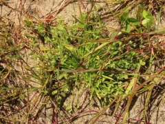tiny flat-sedge thumbnail 1