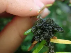 Gabura insignis thumbnail 2