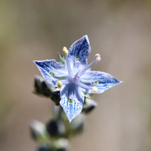 whitestem frasera