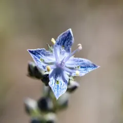 whitestem frasera thumbnail 1