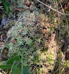 Divine Bogmoss thumbnail 4