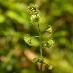 Leafy Mitrewort thumbnail 2