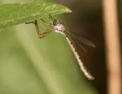 Yellow-legged Pixie thumbnail 4