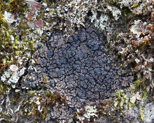 Rock Shingle Lichen