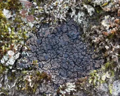 Rock Shingle Lichen thumbnail 1