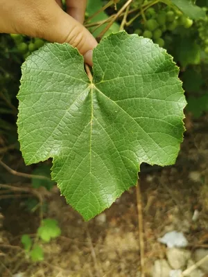 wine grape thumbnail 2