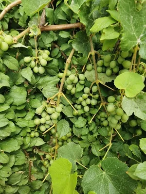 wine grape