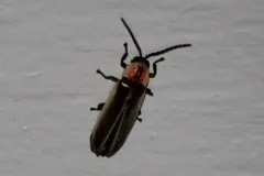 Ignited Firefly thumbnail 2