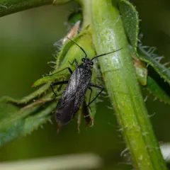 hairy plant bug thumbnail 3