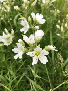 Great Chickweed thumbnail 4